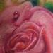 tattoo galleries/ - pink rose - 53552